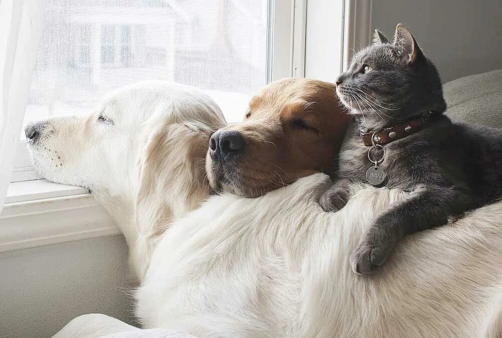 Кот и кошка и собака