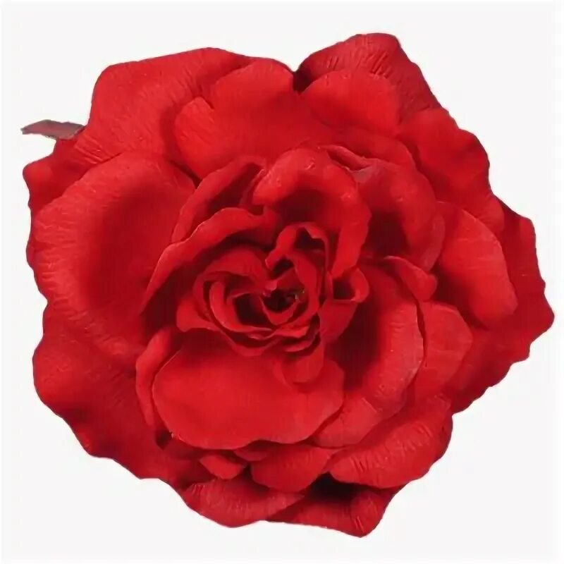Rose 10. Rose 10