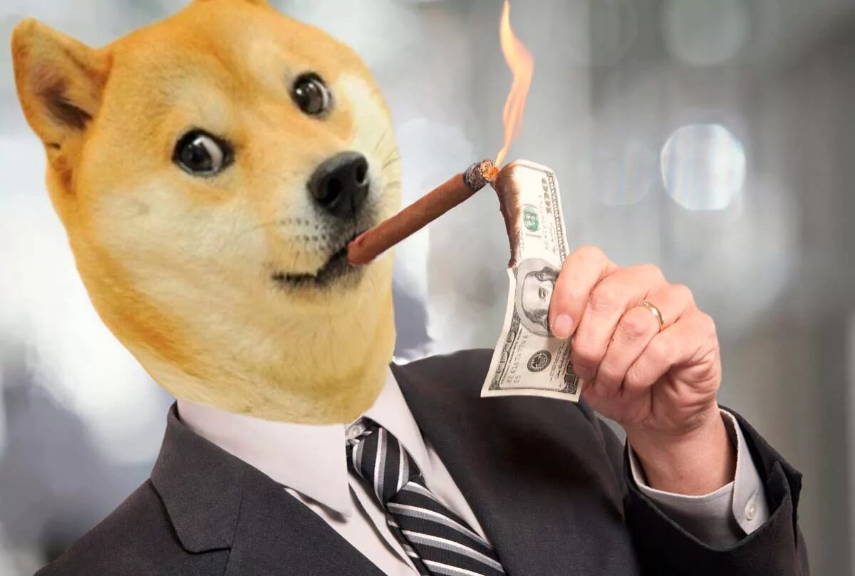 Собака денек. Догикоин. dogecoin собака. shiba inu криптовалюта. криптовалюта догикоин.