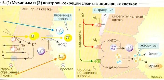 Механизм слюны