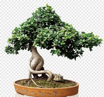 Pdf plant