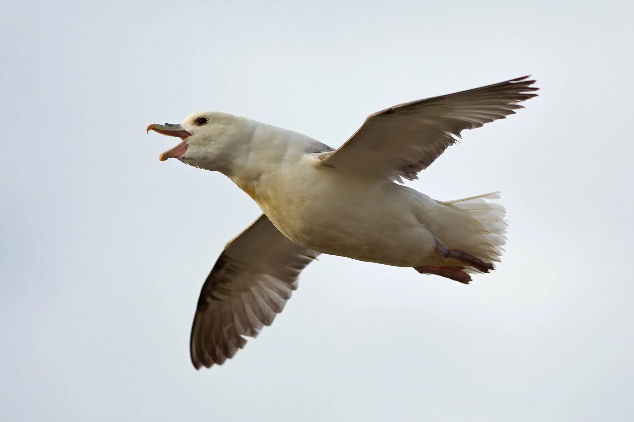 Птица глупыш. Буревестник глупыш птица. Fulmarus glacialis. Птенец глупыша. Птица глупыш фото.