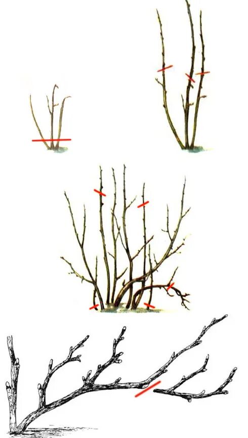 Правильная обрезка смородины весной. Весенняя срезка смородины. Весенняя подрезка смородины весной. Голубика формировка куста. Можно ли обрезать смородину весной