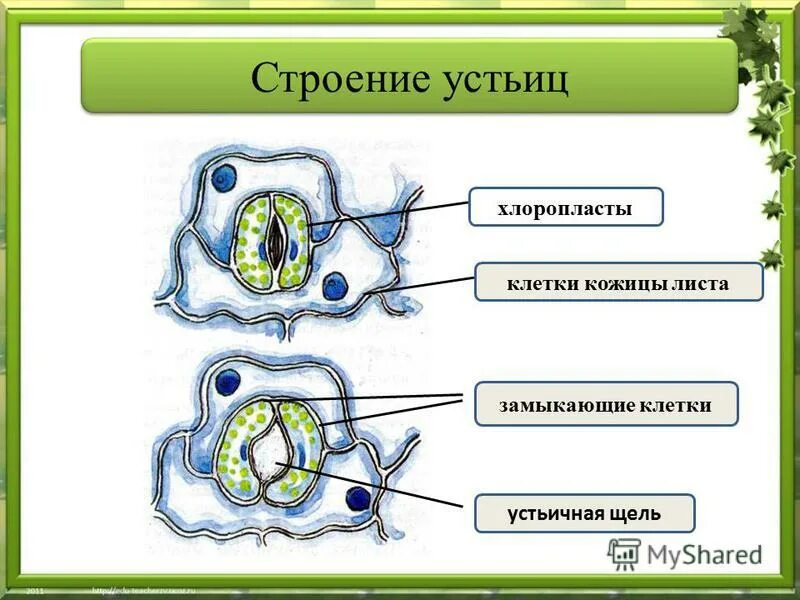 Хлоропласты в устьицах. Устьица анатомия листа. Замыкающие клетки устьиц рисунок. Замыкающие клетки устьица функция лист. Устьица листа строение и функции.