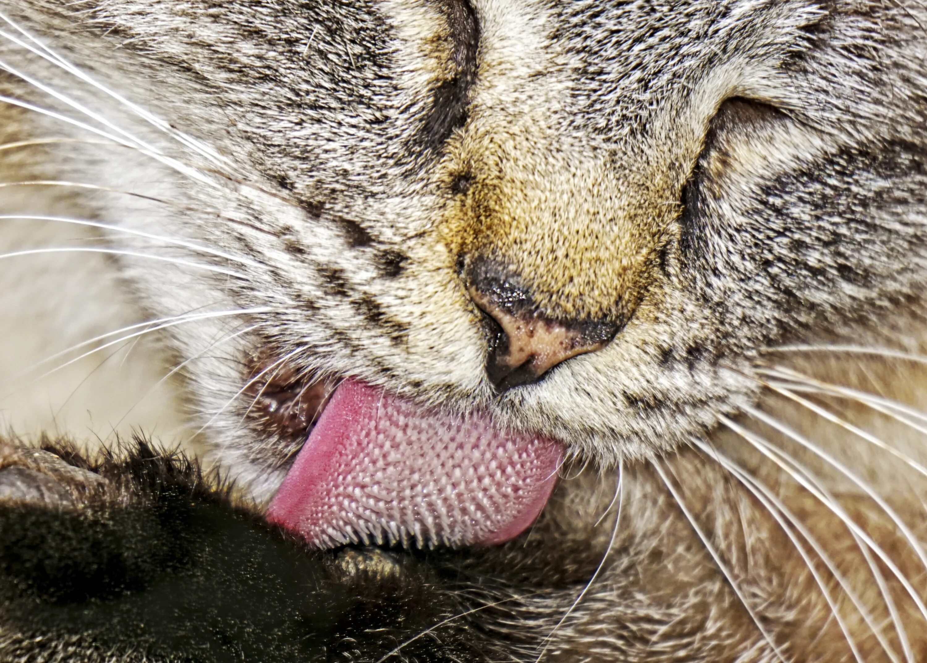 Your cat s. Конфеты Cat tongues. Cat got your tongue идиома. Cat tongue meaning.