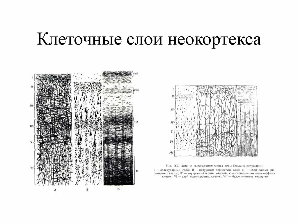 Слои коры головного мозга неокортекс. Миелоархитектоника коры головного мозга. Схема цито и миелоархитектоника коры больших полушарий. Неокортекс 6 слоев клеток.