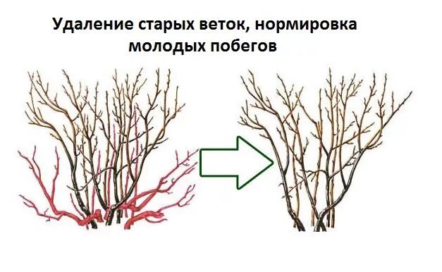 Обрезка чёрной смородины осенью схема. Схема обрезки куста смородины осенью. Обрезка черной смородины осенью. Обрезка смородины весной схема. Подрезка смородины весной