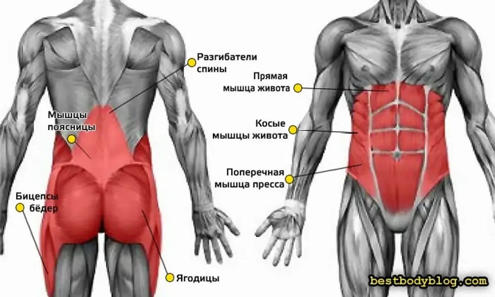 Какие мышцы наиболее развиты. Мышцы стабилизаторы. Мышцы стабилизаторы туловища.