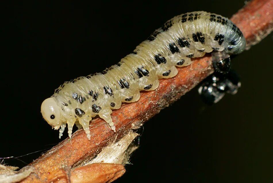 Гусеница 2 проживший 3 предприняв. Две гусеницы. Гусеница 2 проживший 3 предприняв. Гусеница 2 проживший 3 предприняв. Гусеница 2 проживший 3 предприняв.