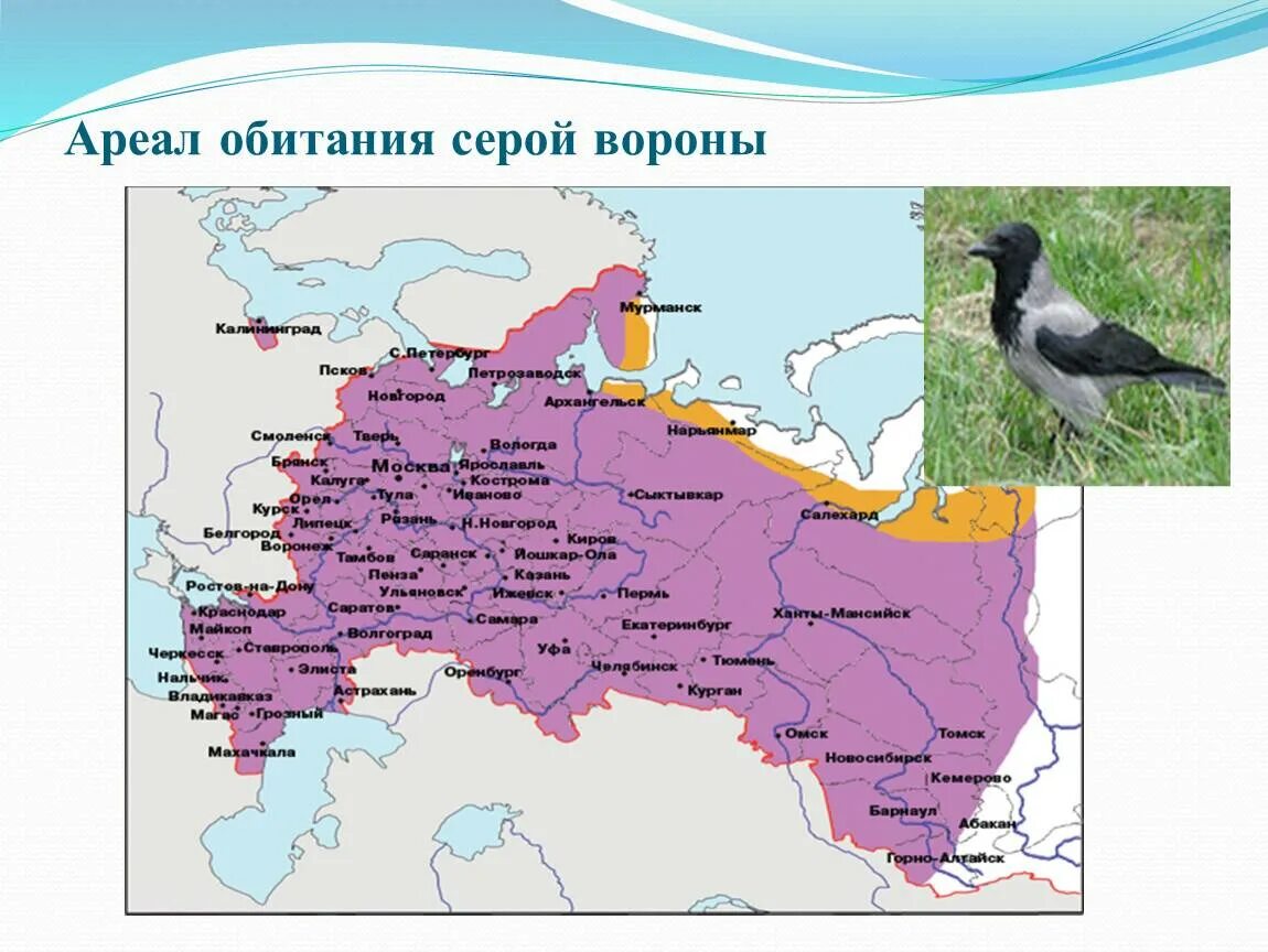 На какой территории обитает ворон обыкновенный. Ареал распространения серой вороны на карте. Серая ворона ареал обитания. Ареал обитания Воронов в России. Черная ворона ареал обитания в России.