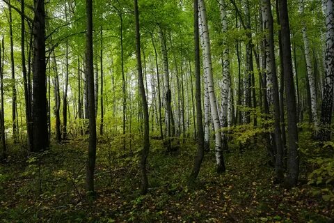 Березовая роща дубовая