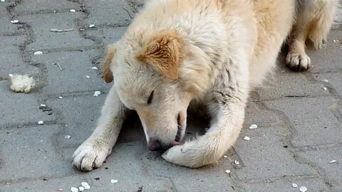 Животное ранено