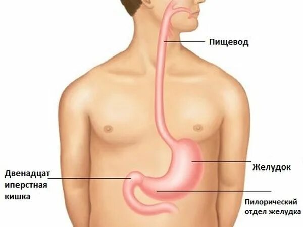 Находится пищевод у человека. Строение пищевода и желудка. Пищевод и желудок анатомия. Желудок строение анатомия пищевод желудок. Пищевод и желудок анатомия рисунок.