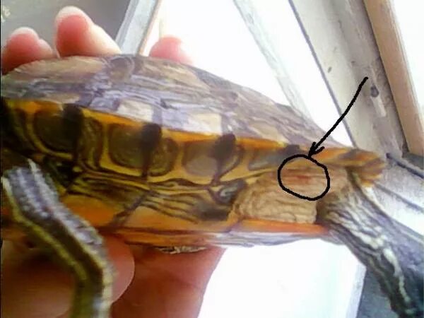 красноухие черепашки. красноухая пресноводная черепаха. жизнь красноухой черепахи. красноухие черепашки. жизнь красноухой черепахи.