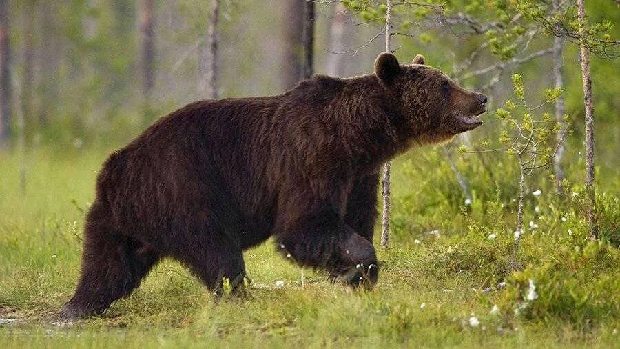 волки охотятся на лося. медведь, кабан, лось, волк. лось и медведь. волк в тайге.