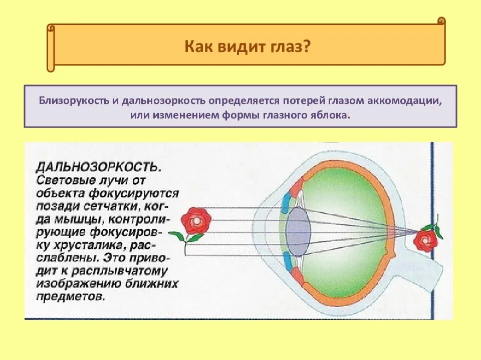 Как видит глаз. Строение глаза дальнозоркость. Глаз дальнозоркость и близорукость. Как человеческий глаз видит предметы.