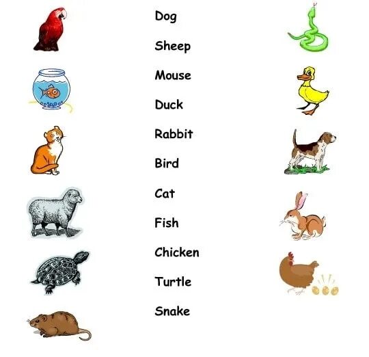 Write the names of the animals