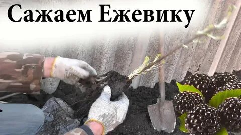 Какой длины оставлять ежевику
