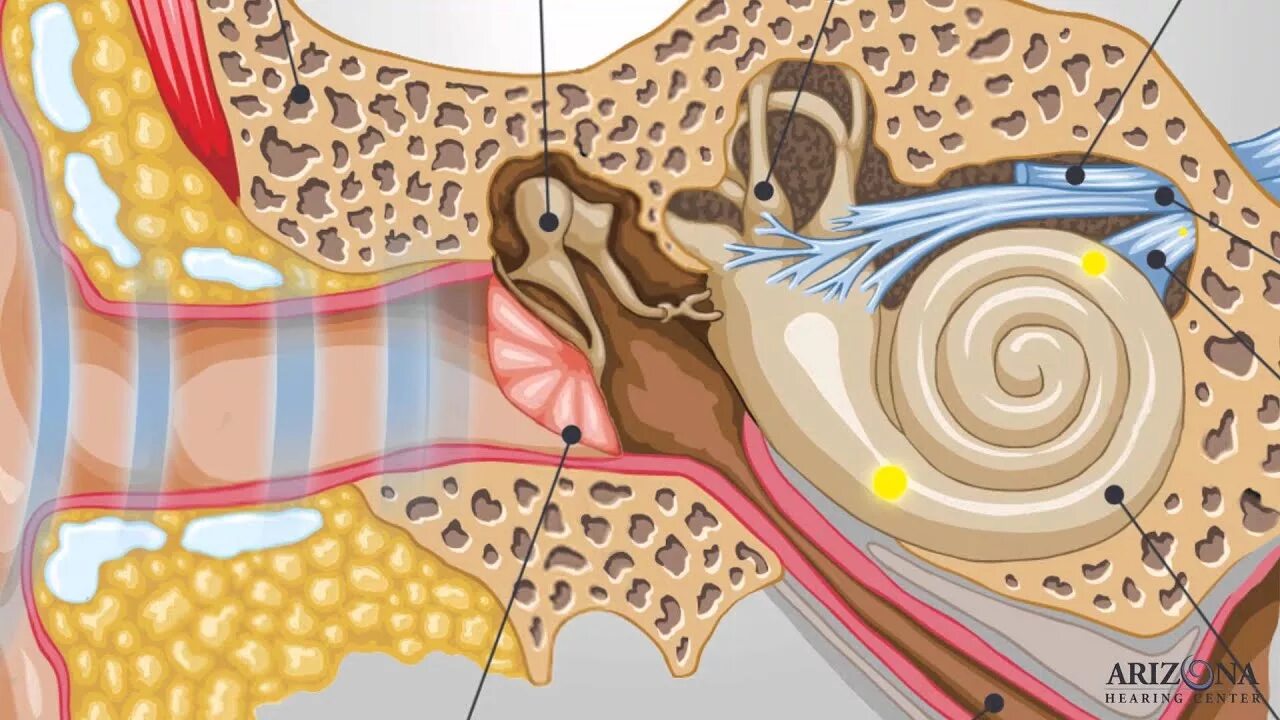Home Remedies: Swimmer's ear - Mayo Clinic News Network
