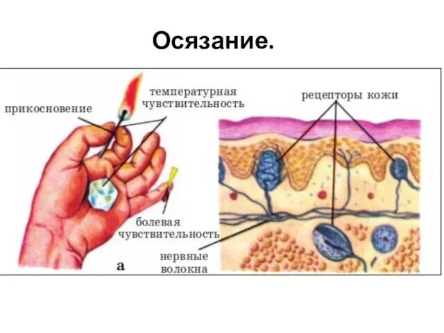 Схема строения органа осязания кожа. Осязательные рецепторы кожи. Рецепторы кожи нервные волокна. Нервные рецепторы кожного анализатора.