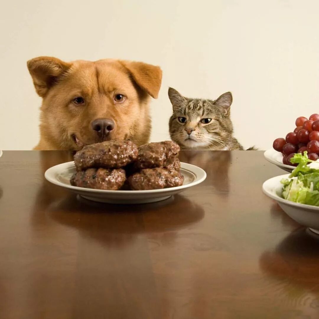 Собаки кошки и котлеты. Еда для собак. Домашние питомцы. Собака и кошка кушают. Собаки кошки и котлеты.