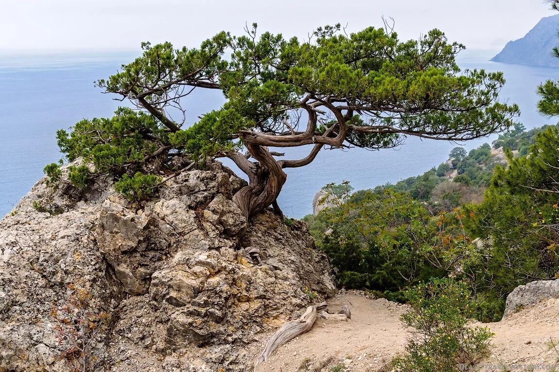 Сосна станкевича (судакская). Одинокое дерево на скале. Дерево на скале. Сосна монрепо. Одинокая сосна белокуриха.