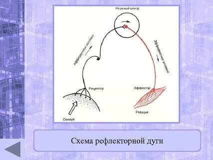 Рефлекторная дуга рефлекса чихания