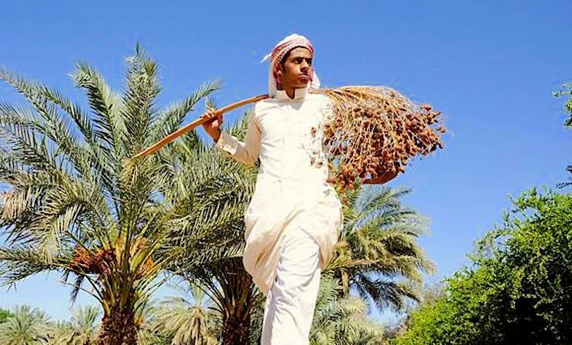 Финиковая Пальма в Саудовской Аравии. Оазисное земледелие ОАЭ. Финиковые плантации ОАЭ. Финиковые пальмы в ОАЭ. Сельское хозяйство саудовской аравии