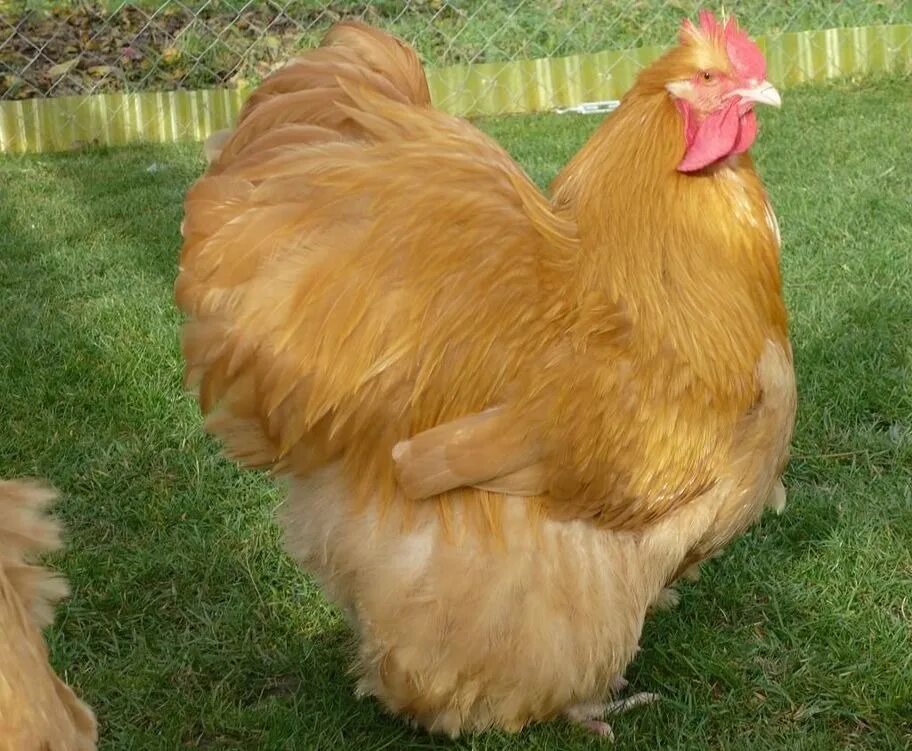 Курица желтого цвета. Орпингтон палевый цыплята. Брама Орпингтон. Орпингтон палевый порода. Куры Орпингтон палевый.