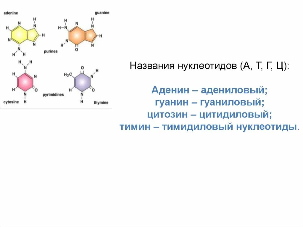 Аденин Тимин гуанин цитозин пары РНК. Аденин гуанин цитозин Тимин структурные формулы. Аденин гуанин цитозин Тимин соответствие. Нуклеотиды аденин Тимин.