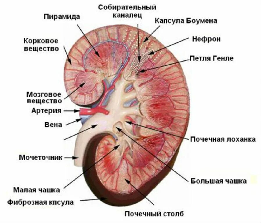 Опишите строение почки. Паренхима почки анатомия. строение паренхимы почки анатомия. поперечный срез почки строение. анатомия почек поперечный срез.