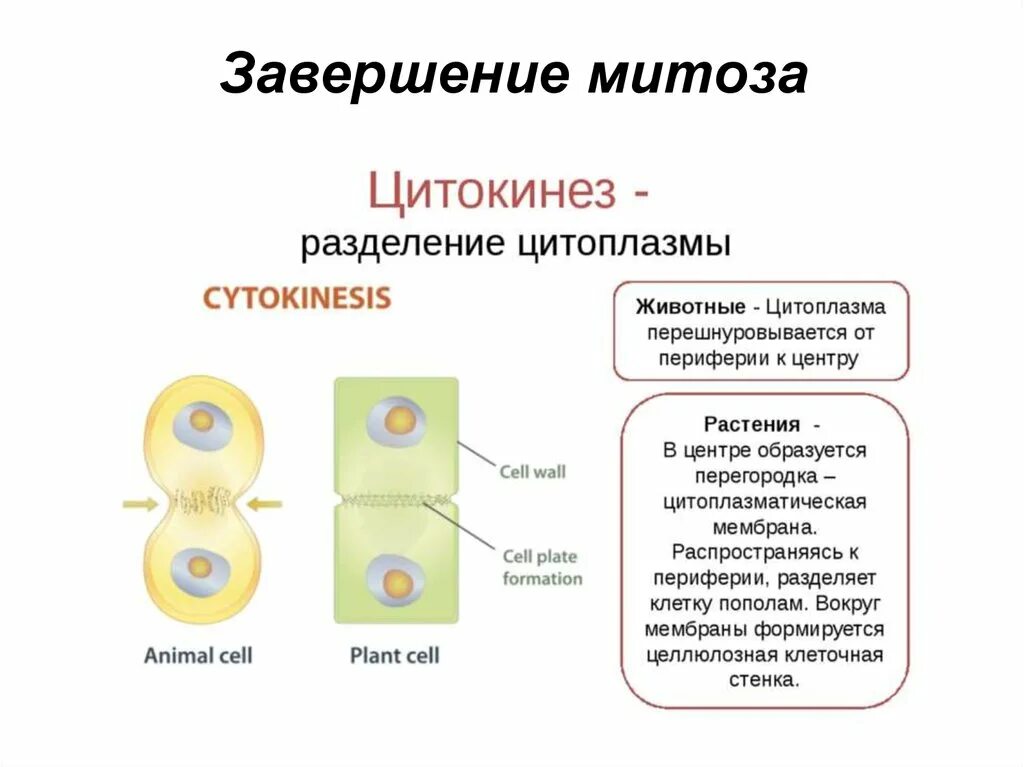 Особенности деления клеток животных. Фазы митоза кариокинез и цитокинез. Кариокинез и цитокинез фаза амитоз. Биология 9 класс клеточный цикл митоз. Процессы митоза кариокинез и цитокинез.