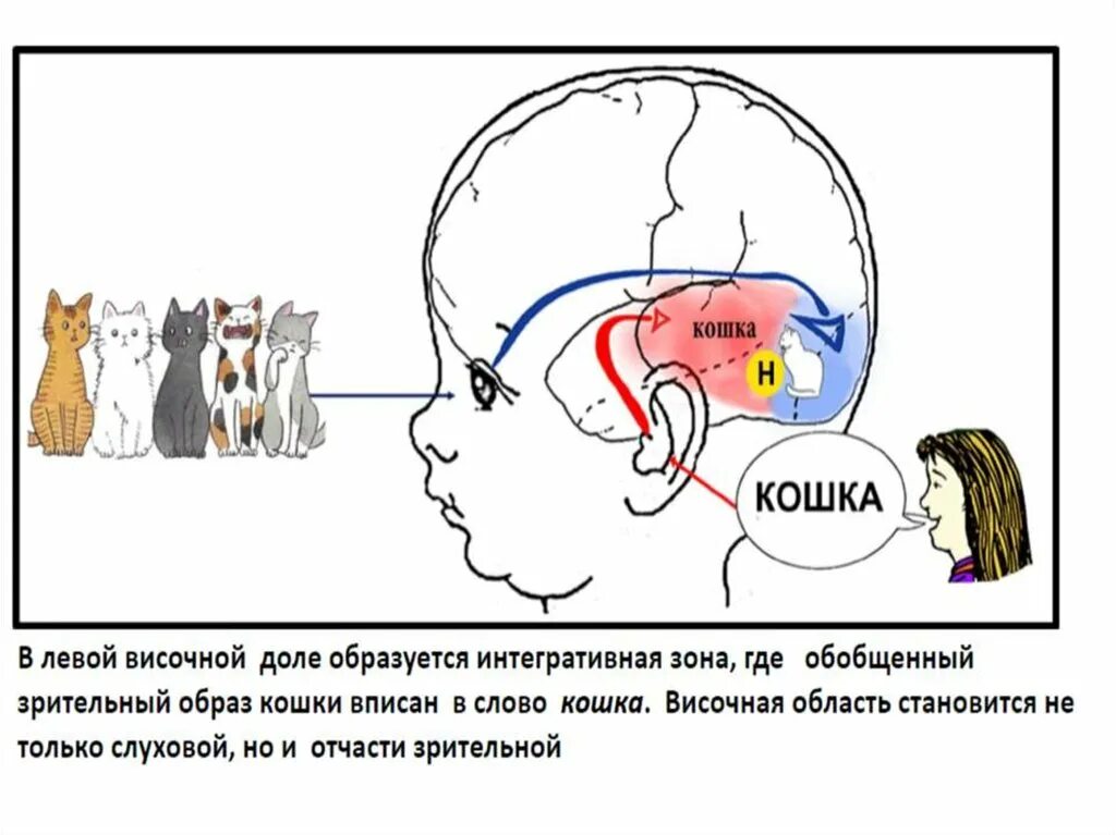 Речевой онтогенез этапы. Речевой онтогенез. Речевой онтогенез ребенка. Становление речи в онтогенезе. Онтогенез речевой деятельности.