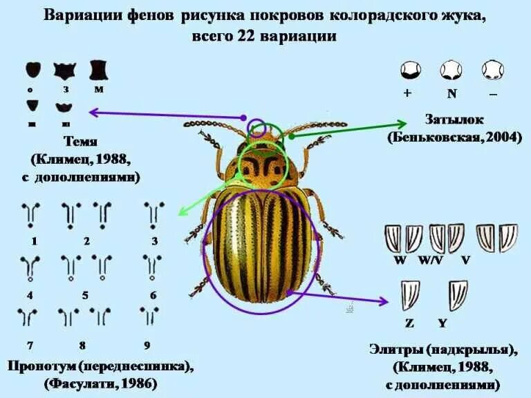 Какой тип развития характерен для жука. Колорадский Жук строение тела. Строение колорадского жука схема. Цикл развития колорадского жука схема. Цикл развития колорадского жука.