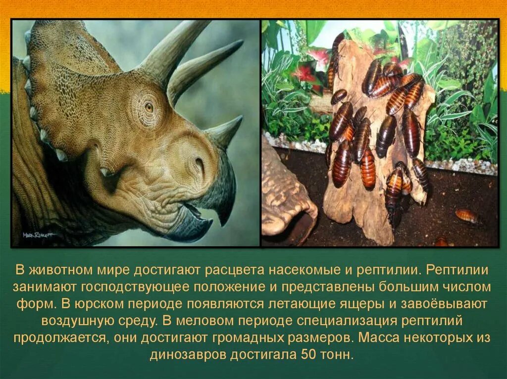 Какие животные господствовали. Кроссворд мезозойская эра. Какие животные господствовали. Домашние млекопитающи. Виды млекопитающих.