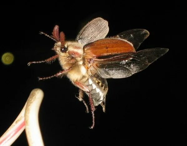 майский жук летит со скоростью