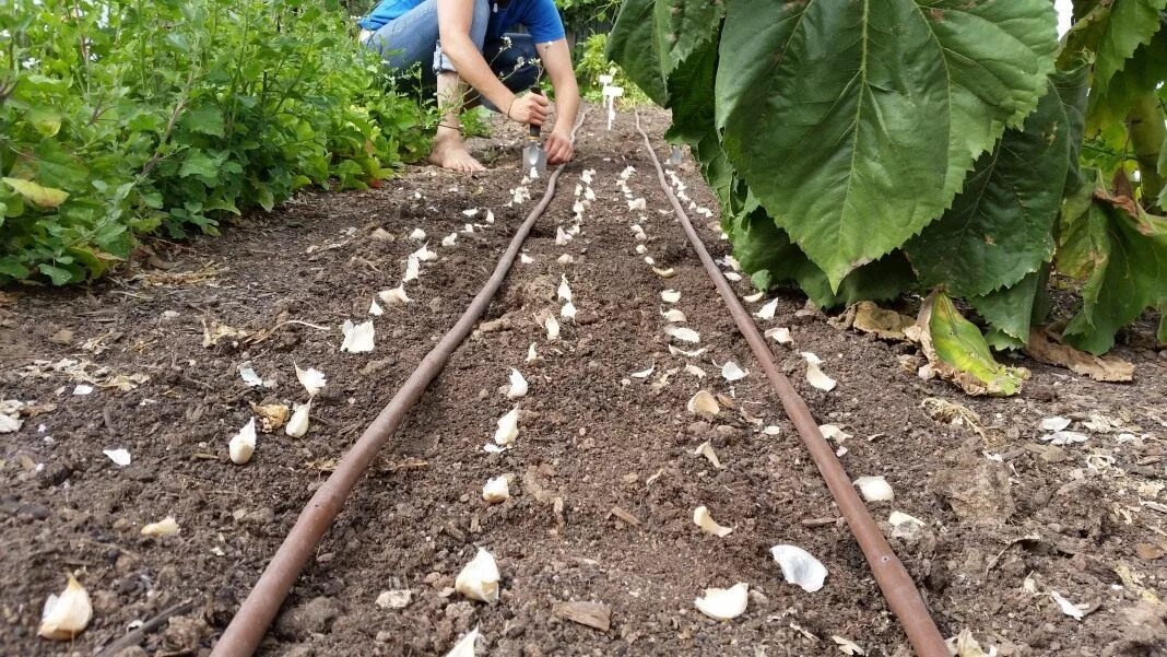 Чеснок весной посадка зубчиками в открытый. Посадка чеснока под зиму. Чеснок на грядке. Урожай озимого чеснока на грядке. Посадка озимого чеснока.