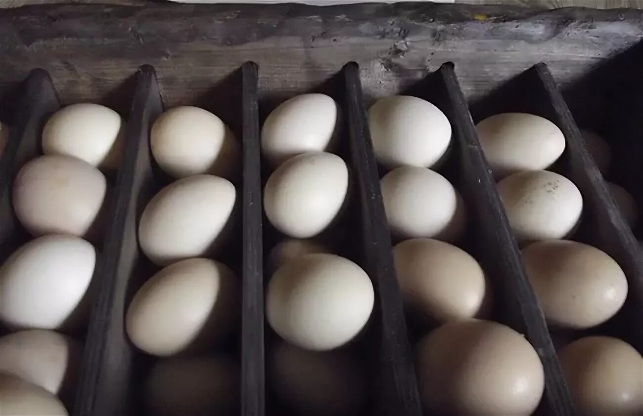 Сколько яиц в лотке