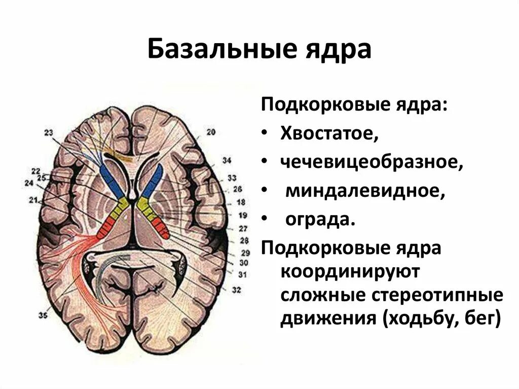 Изменение в базальных отделах