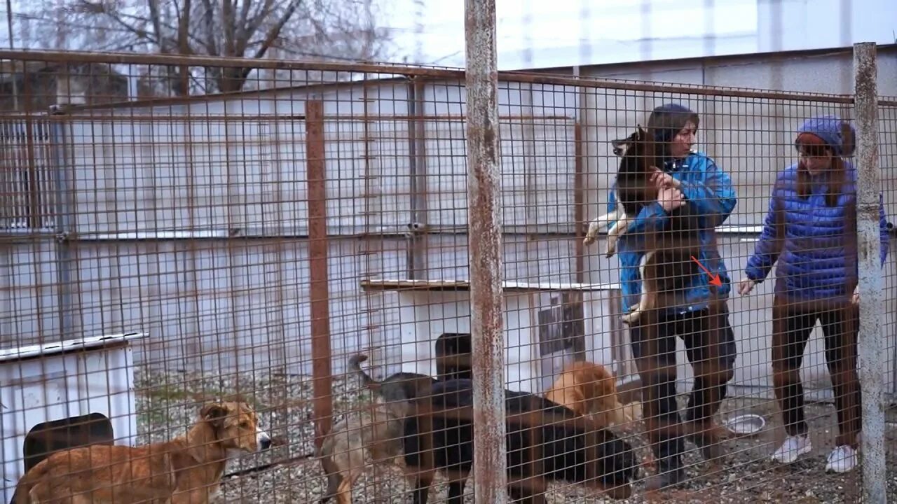 Астраханский эко приют. Спасение собак из эко приюта Астрахань. Боливар не вывезет двоих