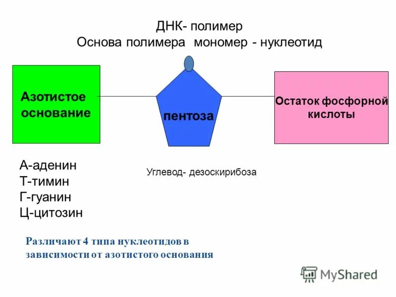 Рнк полимер. Днк и рнк мономер и полимер. Строение нуклеотида днк. Параметры рнк. Рнк полимеры мономеры.