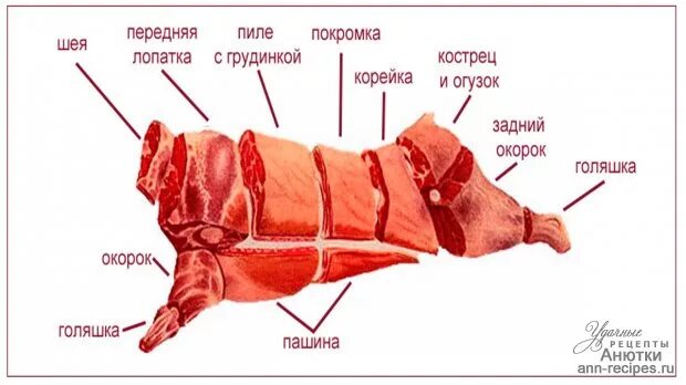 Свинья шея где находится. Кострец мясо говядина схема. Рулька свиная анатомия. Кострец,подбедерок говядина. Ласточкин хвост мясо говядины.