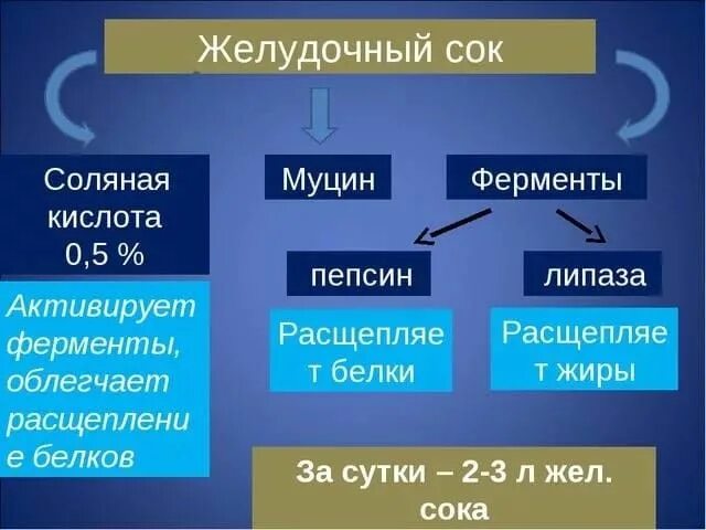 Состав соляной кислоты желудочного сока. Ферменты входящие в состав желудочного сока. Соляная кислота желудочного сока. Пепсин амилаза соляная кислота слизь