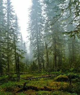 Леса недавно столь густые и берег