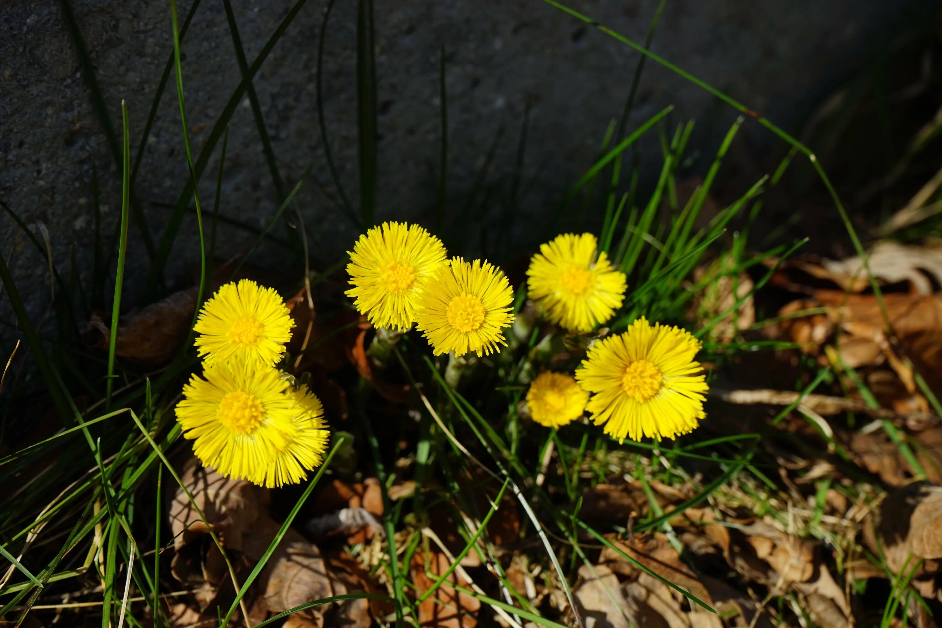 Мать-и-мачеха (Tussilago Farfara). Мать и мачеха распускается. Весенние цветы мать и мачеха. Матьимачеха трава.