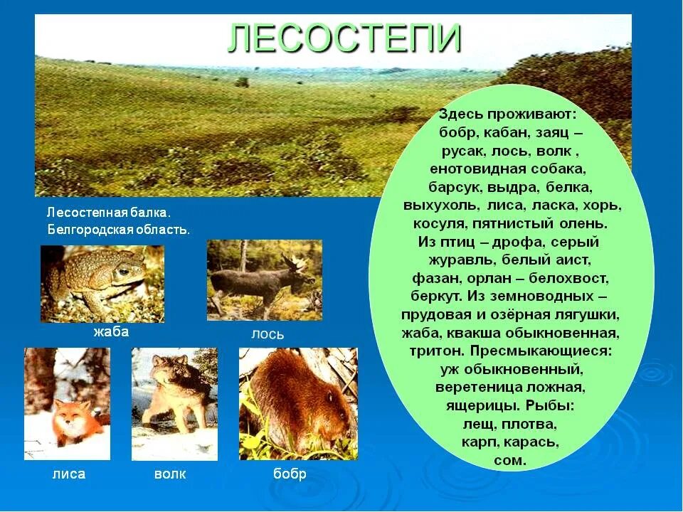 Сообщение о природной зоне 5 класс биология. Зоны лесостепей и степей животный мир. Лесостстепи растительный мир и животный мир. Животные лесостепи. Животный мир лесостепи в России.