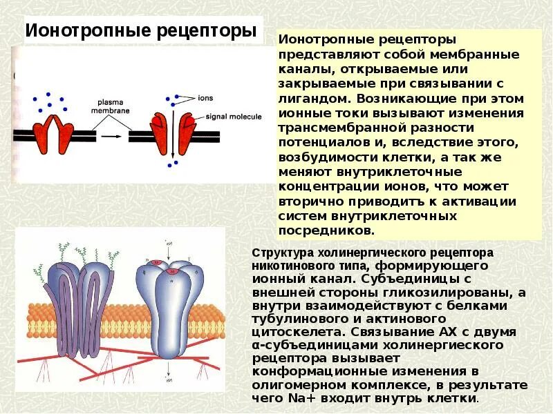 Рецепторы ионных каналов. Рецепторы формирующие ионные каналы. Ионотропные мембранные рецепторы. Рецепторы связанные с ионными каналами.