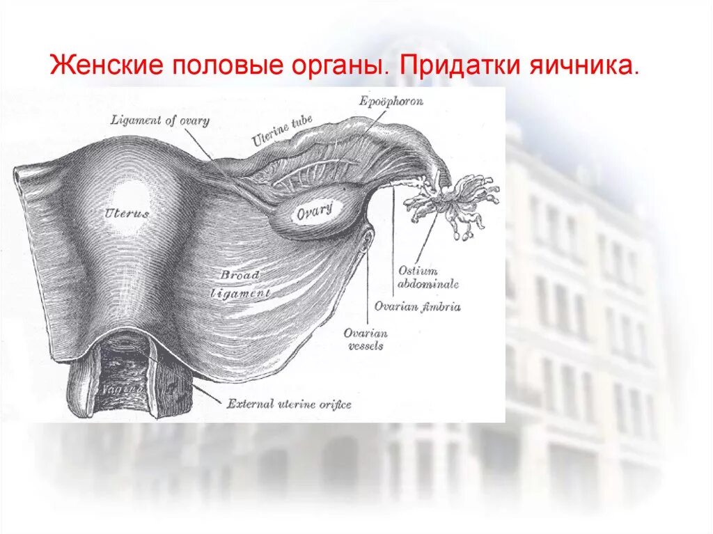 Женская половая труба. Строение матки с придатками и яичниками. Матка придатки яичники анатомия. Строение матки яичников и придатков. Придатки яичника анатомия.