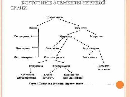 Какие компоненты тканей