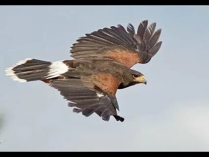 Came bird